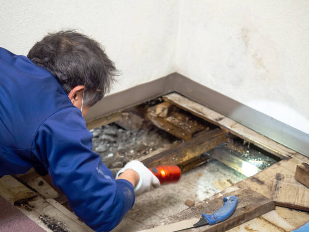 Best Local Mold Removal Service  in Newk, AR