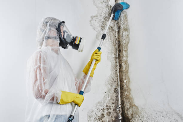 Best Mold Removal Process  in Newk, AR