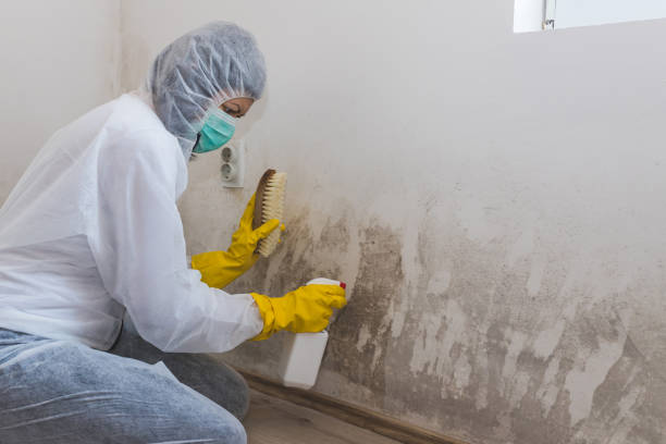 Trusted Newark, AR Mold Removal Experts