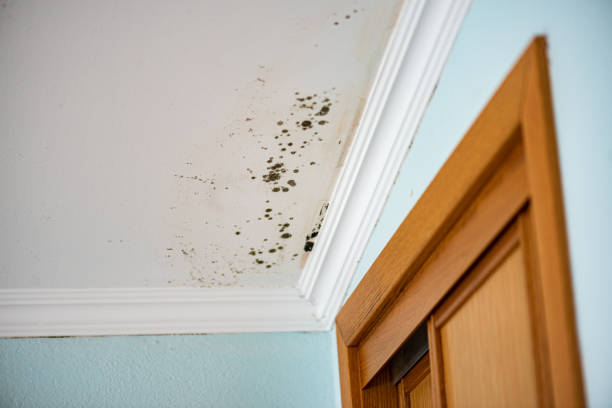 Best Black Mold Removal  in Newk, AR