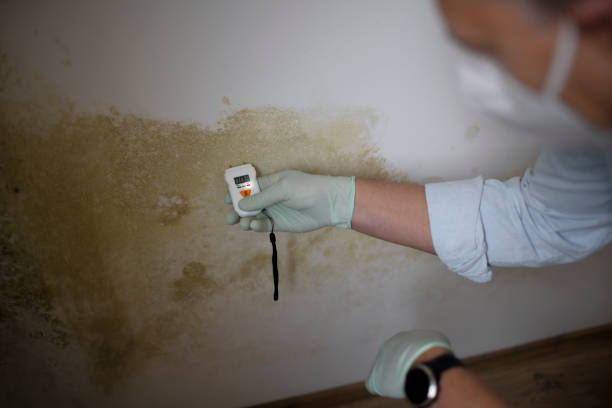 Best Commercial Mold Removal  in Newk, AR