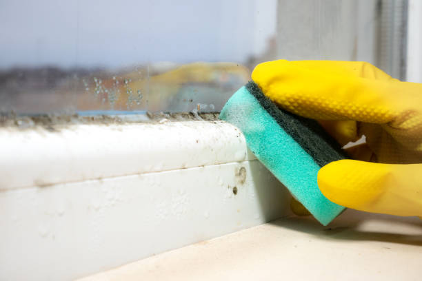 Best Professional Mold Removal  in Newk, AR