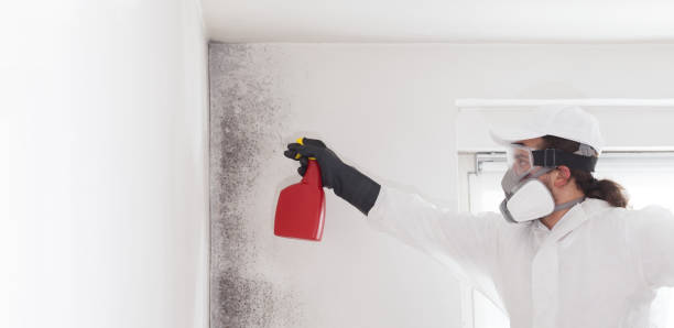 Best Fast Mold Removal  in Newk, AR