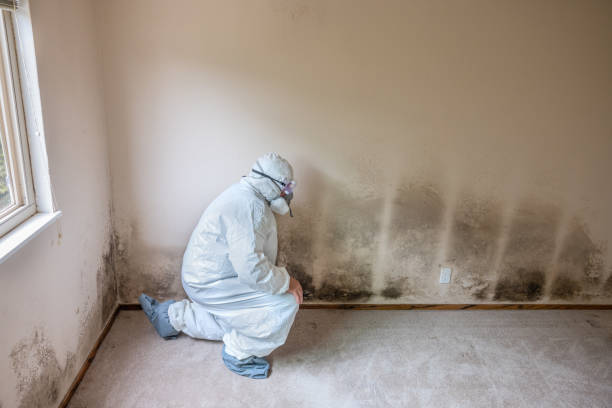Mold Removal Process in Newark, AR