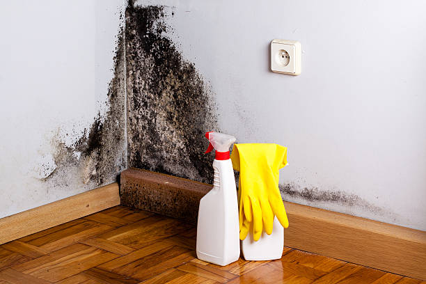 Best Certified Mold Removal  in Newk, AR