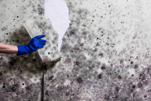 Mold Removal and Inspection in Newark, AR
